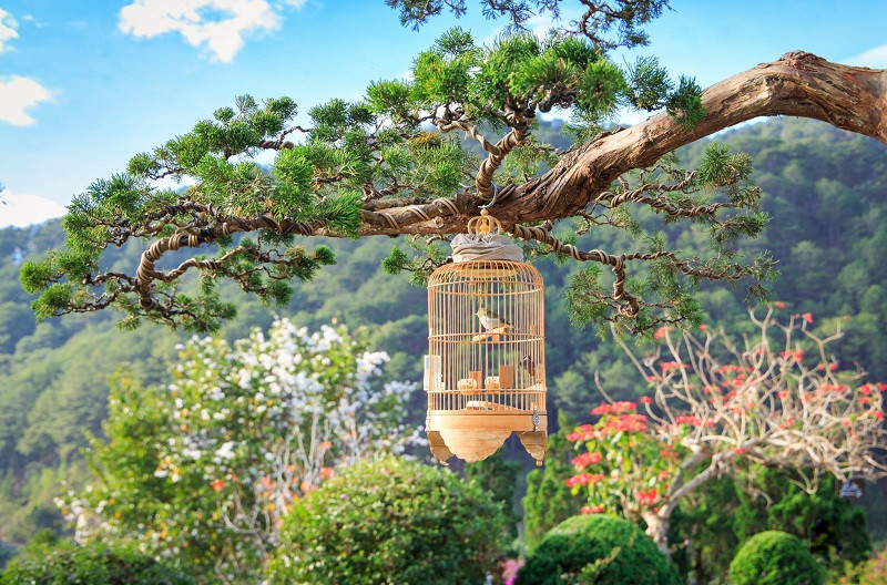 Khu vườn bonsai lá kim ở QUE Garden. Ảnh: QUE Garden.